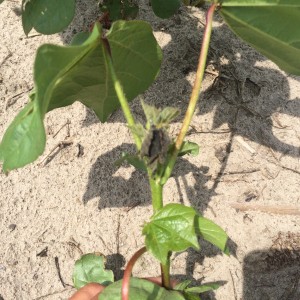 Cover photo for Plant Bug Damage on Young Cotton