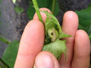 Cover photo for Bollworm Spray Recommendations for Bt Cotton and Important Scouting Changes
