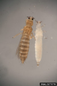 Cover photo for Time to Check Cotton for Thrips