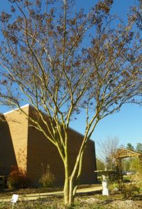 Cover photo for Pruning Crape Myrtles 