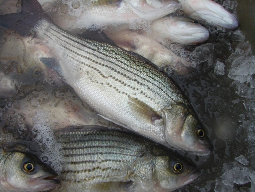 many fish