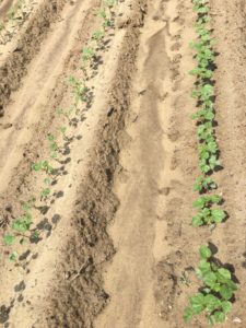 Cover photo for At-Planting Thrips Insecticide Recommendations for Cotton (Reisig, Huseth, & Collins)