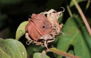 Cover photo for When to Spray Late-Season Bollworm