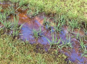 Photo of natural sheen in ditch.