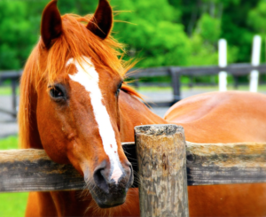 Cover photo for Horse Nutrition and Reading Feed Tags