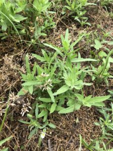 Cutleaf eveningprimrose (pictured) is a common weed encountered preplant burndown.