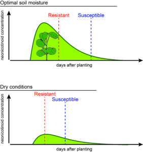 Cover photo for Update on Thrips Damage in Cotton: Insecticide Resistance or Reduced Neonicotinoid Protection? (Huseth, Reisig, Collins)