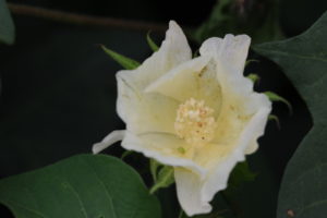 Cover photo for Switch Up Scouting and Spraying for Plant Bugs During Bloom