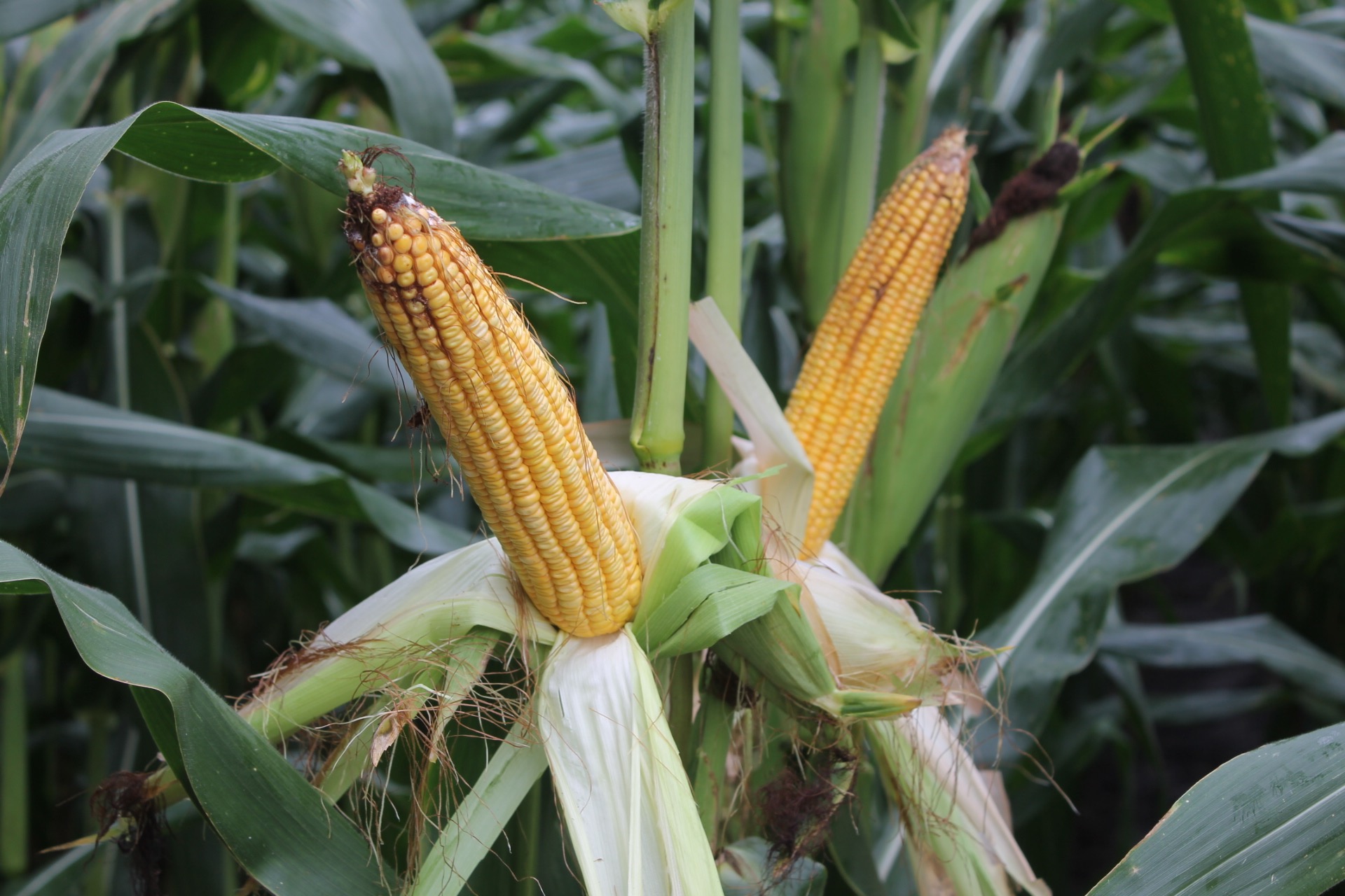 Getting Corn Started on the Right Foot | Extension Marketing and