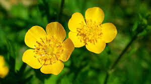 Cover photo for Suck It Up Buttercup
