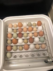 incubating eggs