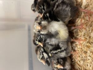 silver-laced wyandotte chicks
