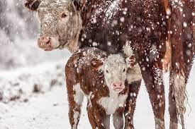 Milled straw cow bedding. How did it turn out? 