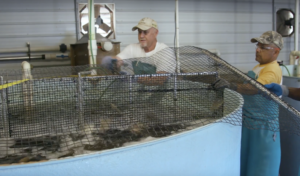 Cover photo for From Airport to Growout: Tilapia Production in NC