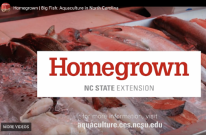 Cover photo for Big Fish: Aquaculture in North Carolina