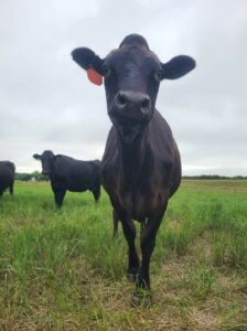 Cover photo for Body Condition Scoring Beef Cattle