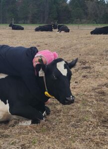 Livestock Agent, Kristi Welke, with Annabelle the heifer