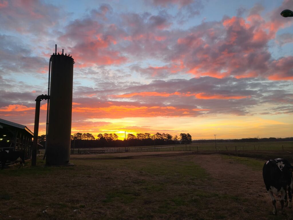 Sunset photo with cow from Cherry