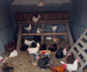 Chicken coop