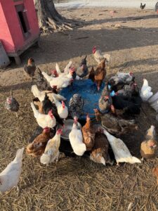 Backyard chickens drinking water